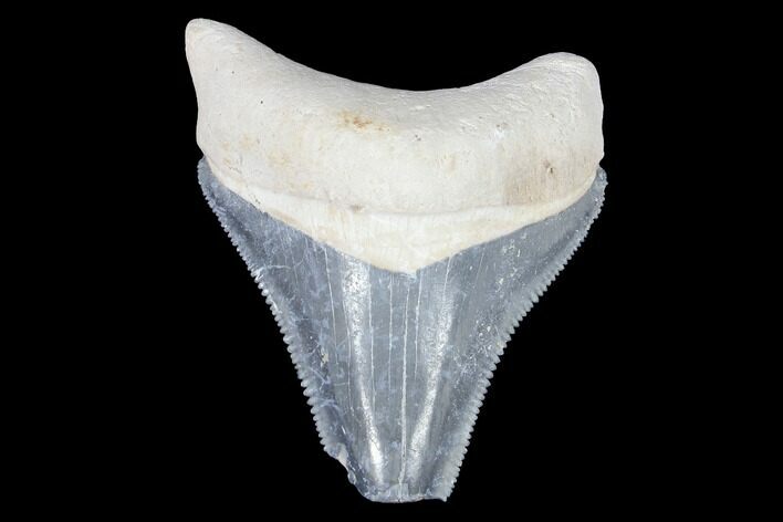 Serrated, Bone Valley Megalodon Tooth - Florida #99849